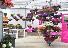 At Ball Horticultural.